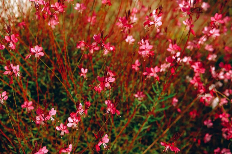 23 Proven Drought‑Tolerant Perennials That Create Stunning Low‑Water Gardens All Year Long