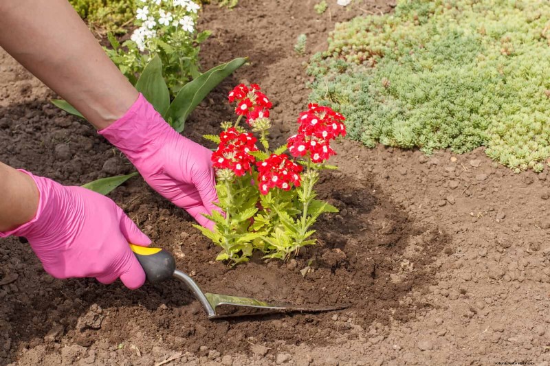 23 Proven Drought‑Tolerant Perennials That Create Stunning Low‑Water Gardens All Year Long