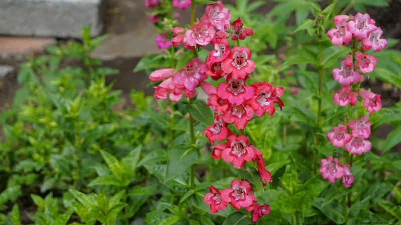 23 Proven Drought‑Tolerant Perennials That Create Stunning Low‑Water Gardens All Year Long