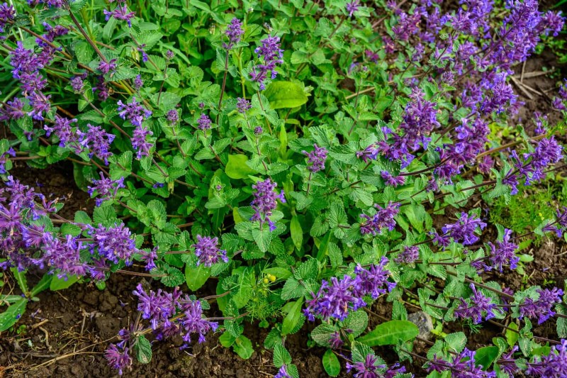 23 Proven Drought‑Tolerant Perennials That Create Stunning Low‑Water Gardens All Year Long