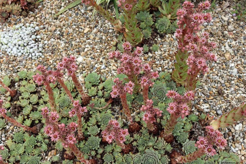 23 Proven Drought‑Tolerant Perennials That Create Stunning Low‑Water Gardens All Year Long