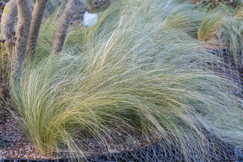 23 Proven Drought‑Tolerant Perennials That Create Stunning Low‑Water Gardens All Year Long