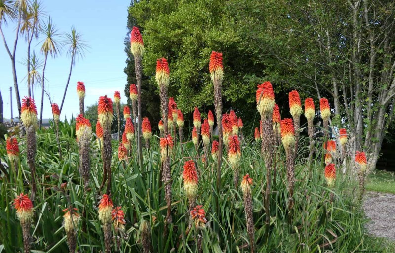 23 Proven Drought‑Tolerant Perennials That Create Stunning Low‑Water Gardens All Year Long