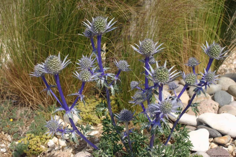 23 Proven Drought‑Tolerant Perennials That Create Stunning Low‑Water Gardens All Year Long