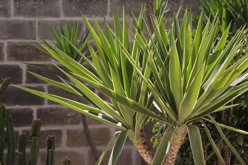 23 Proven Drought‑Tolerant Perennials That Create Stunning Low‑Water Gardens All Year Long