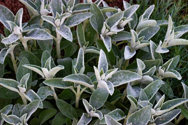 23 Proven Drought‑Tolerant Perennials That Create Stunning Low‑Water Gardens All Year Long