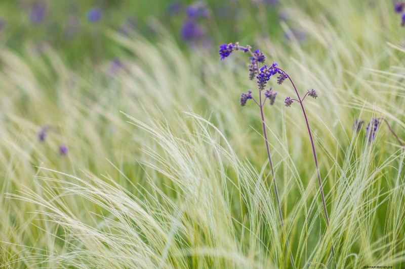 23 Proven Drought‑Tolerant Perennials That Create Stunning Low‑Water Gardens All Year Long