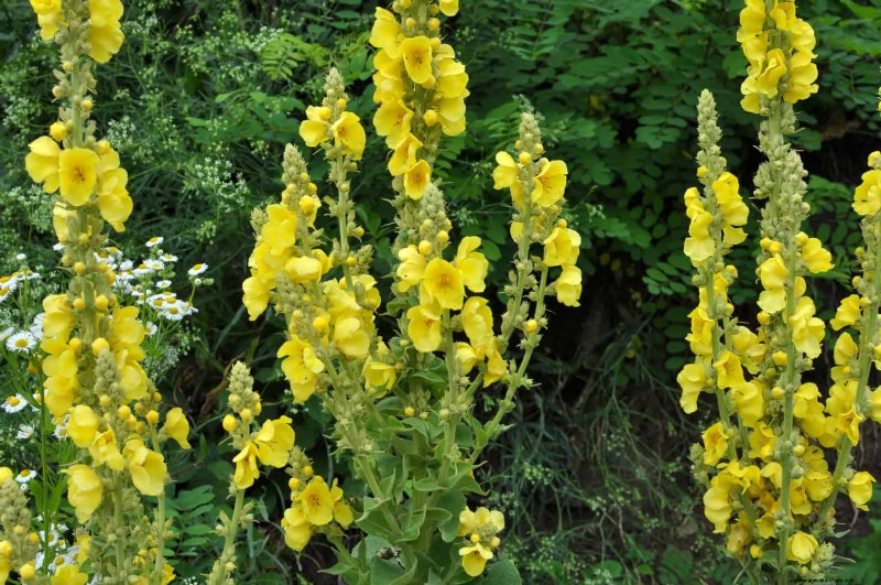 23 Proven Drought‑Tolerant Perennials That Create Stunning Low‑Water Gardens All Year Long