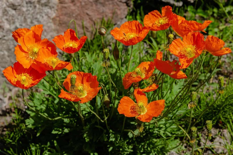 23 Proven Drought‑Tolerant Perennials That Create Stunning Low‑Water Gardens All Year Long