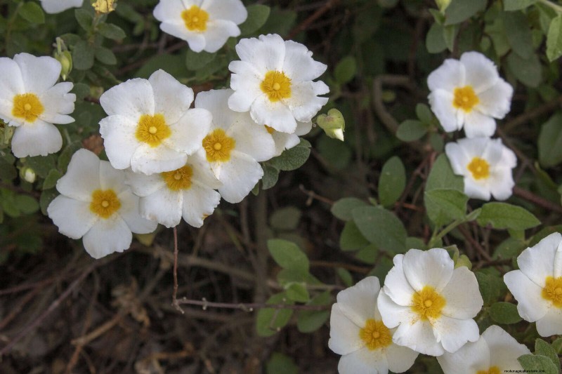 23 Proven Drought‑Tolerant Perennials That Create Stunning Low‑Water Gardens All Year Long