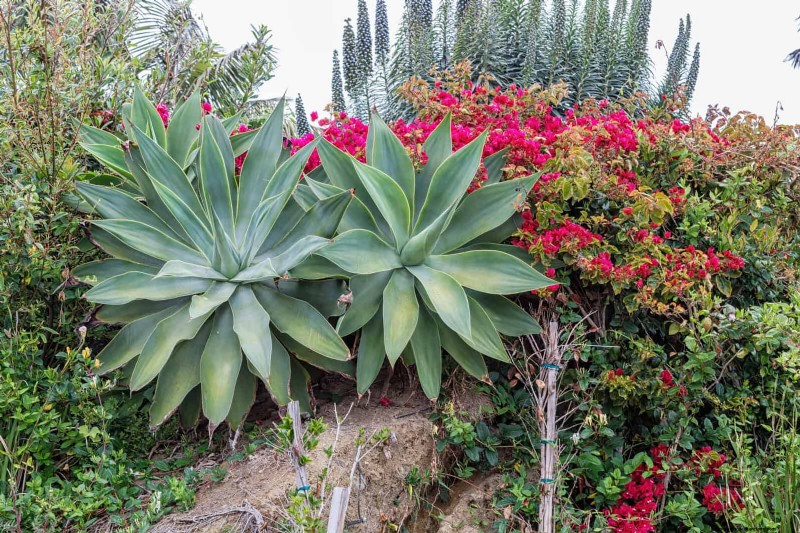 23 Proven Drought‑Tolerant Perennials That Create Stunning Low‑Water Gardens All Year Long