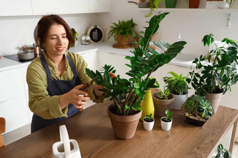 27 Expert Strategies to Revitalize Leggy Houseplants for Fuller Growth
