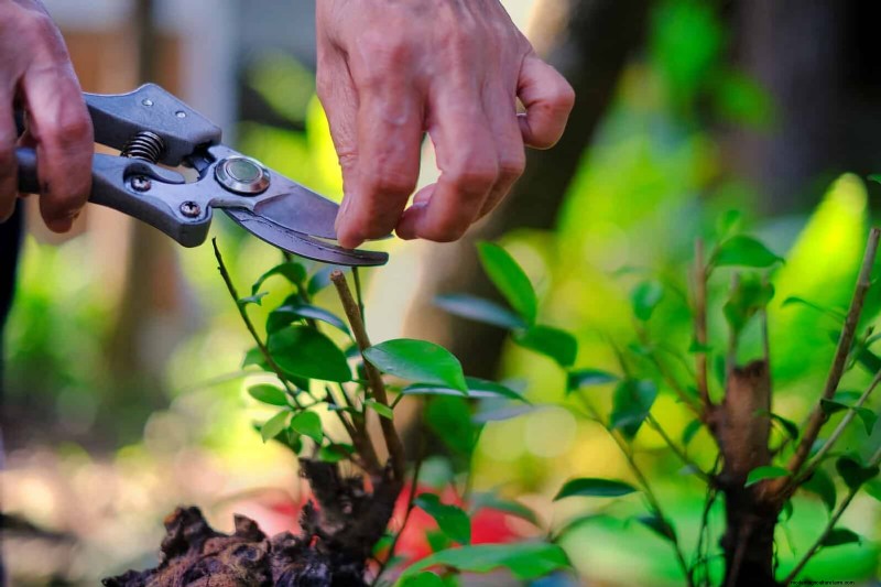 27 Expert Strategies to Revitalize Leggy Houseplants for Fuller Growth