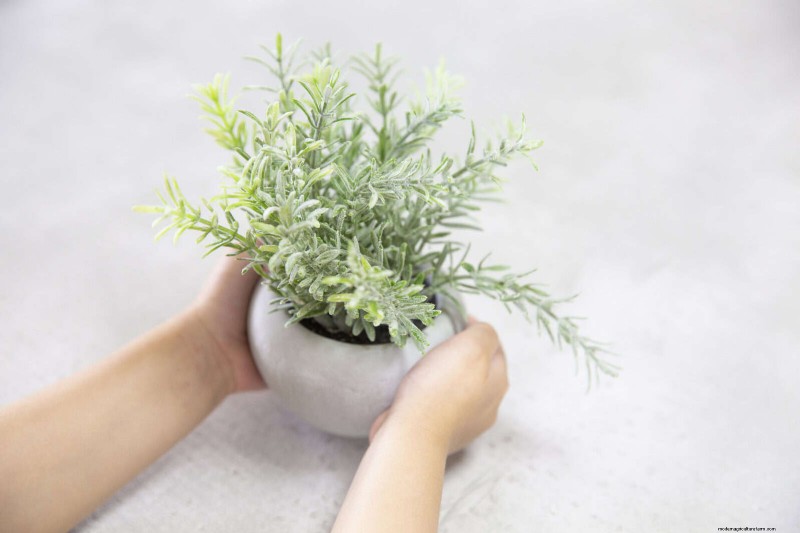27 Expert Strategies to Revitalize Leggy Houseplants for Fuller Growth