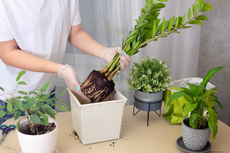 27 Expert Strategies to Revitalize Leggy Houseplants for Fuller Growth