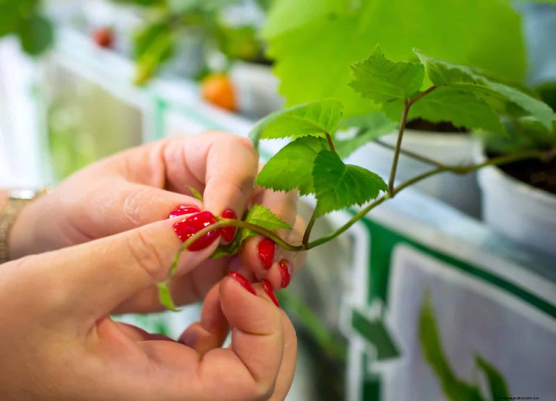 27 Expert Strategies to Revitalize Leggy Houseplants for Fuller Growth