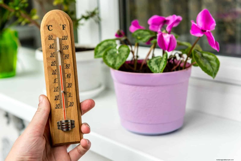 27 Expert Strategies to Revitalize Leggy Houseplants for Fuller Growth