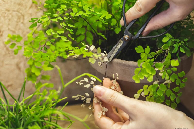 27 Expert Strategies to Revitalize Leggy Houseplants for Fuller Growth