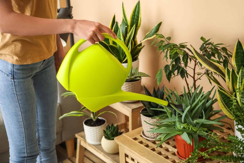 27 Expert Strategies to Revitalize Leggy Houseplants for Fuller Growth