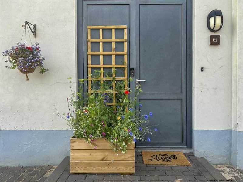 27 Expert Strategies to Revitalize Leggy Houseplants for Fuller Growth