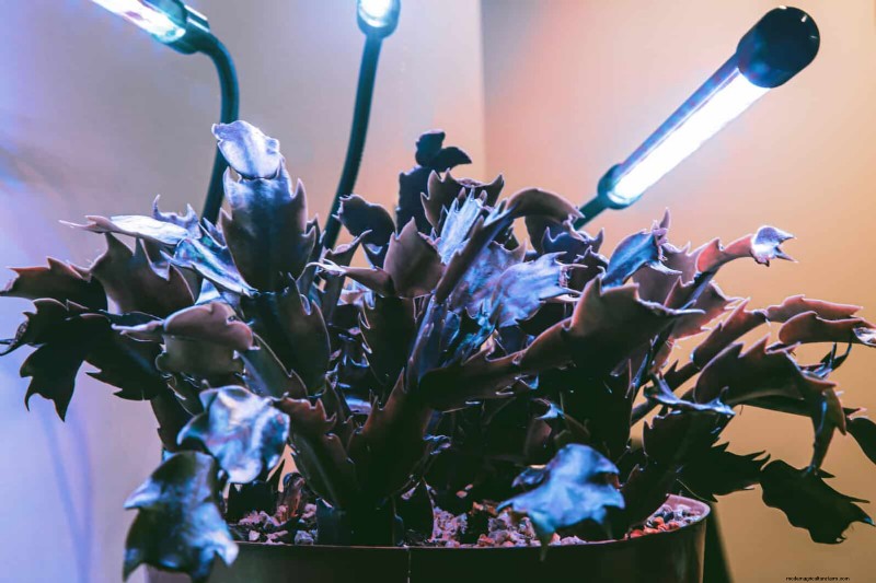 27 Expert Strategies to Revitalize Leggy Houseplants for Fuller Growth