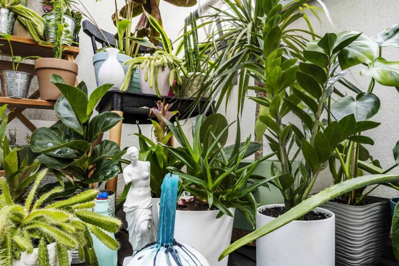 27 Expert Strategies to Revitalize Leggy Houseplants for Fuller Growth