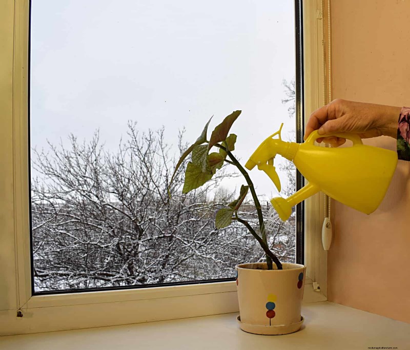 27 Expert Strategies to Revitalize Leggy Houseplants for Fuller Growth
