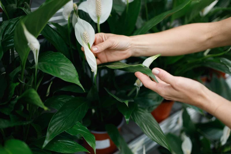 27 Expert Strategies to Revitalize Leggy Houseplants for Fuller Growth