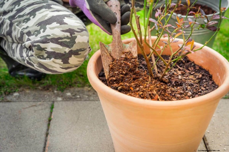 27 Expert Strategies to Revitalize Leggy Houseplants for Fuller Growth