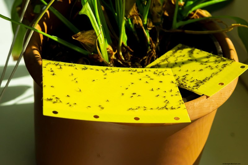 27 Expert Strategies to Revitalize Leggy Houseplants for Fuller Growth