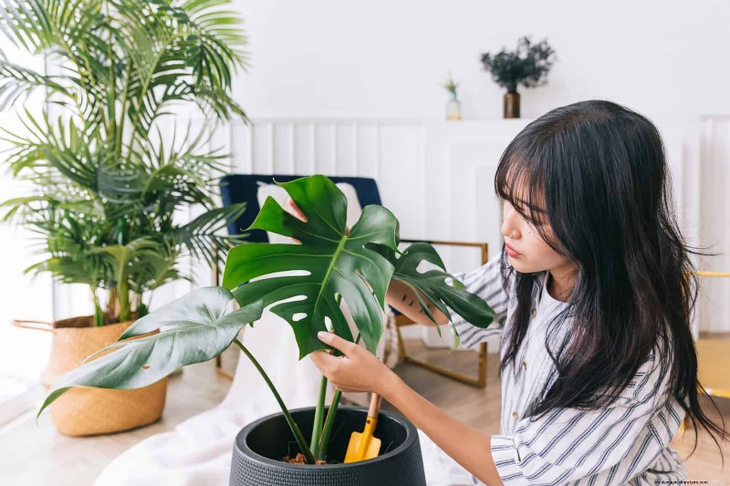 27 Expert Strategies to Revitalize Leggy Houseplants for Fuller Growth