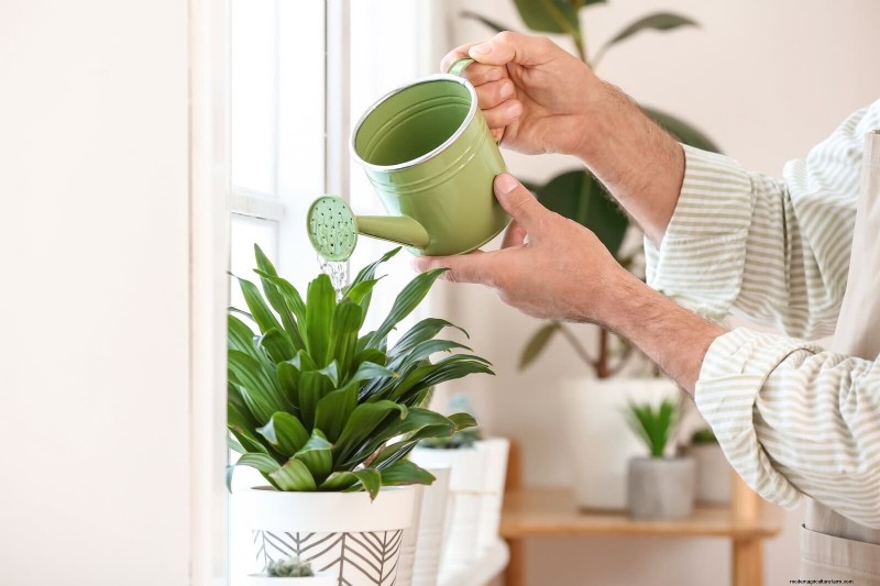 27 Expert Strategies to Revitalize Leggy Houseplants for Fuller Growth