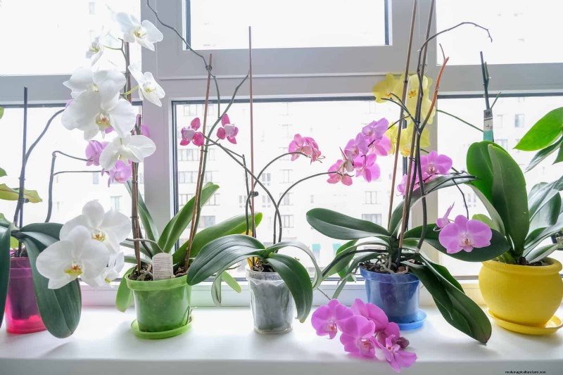 27 Expert Strategies to Revitalize Leggy Houseplants for Fuller Growth