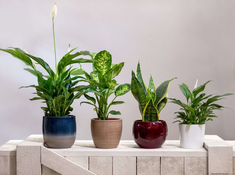 27 Expert Strategies to Revitalize Leggy Houseplants for Fuller Growth