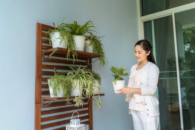27 Expert Strategies to Revitalize Leggy Houseplants for Fuller Growth