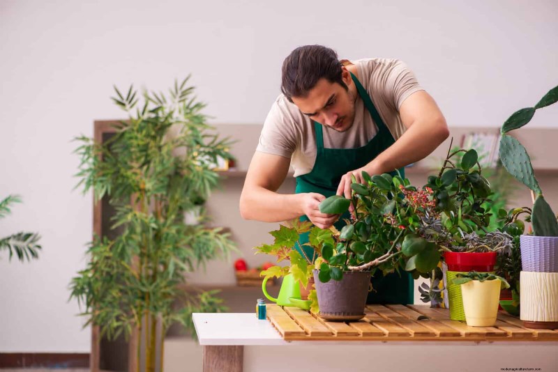 27 Expert Strategies to Revitalize Leggy Houseplants for Fuller Growth