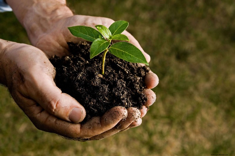 25 Plants That Naturally Enrich Soil Health for a Thriving Garden