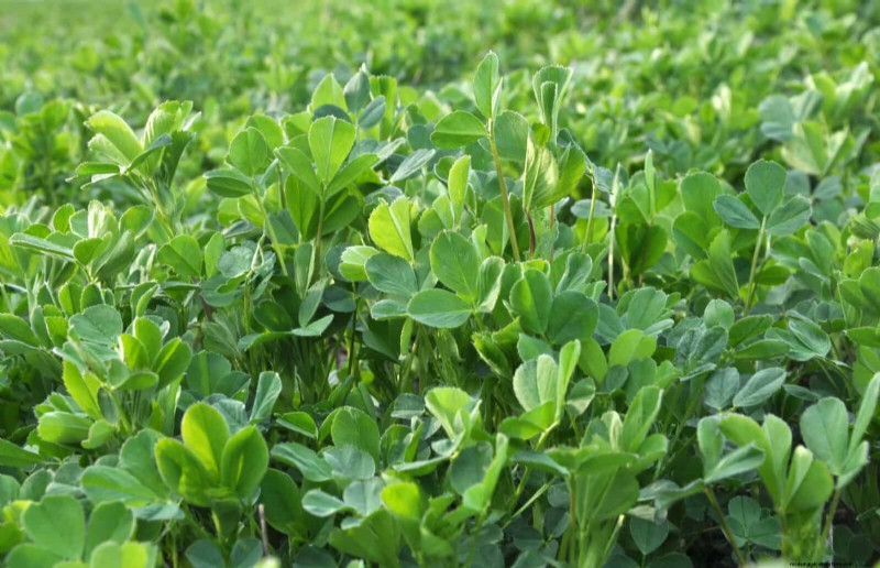 25 Plants That Naturally Enrich Soil Health for a Thriving Garden