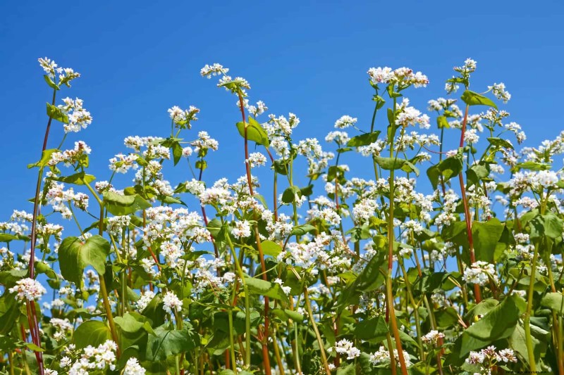 25 Plants That Naturally Enrich Soil Health for a Thriving Garden