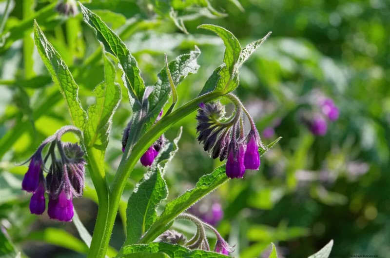 25 Plants That Naturally Enrich Soil Health for a Thriving Garden
