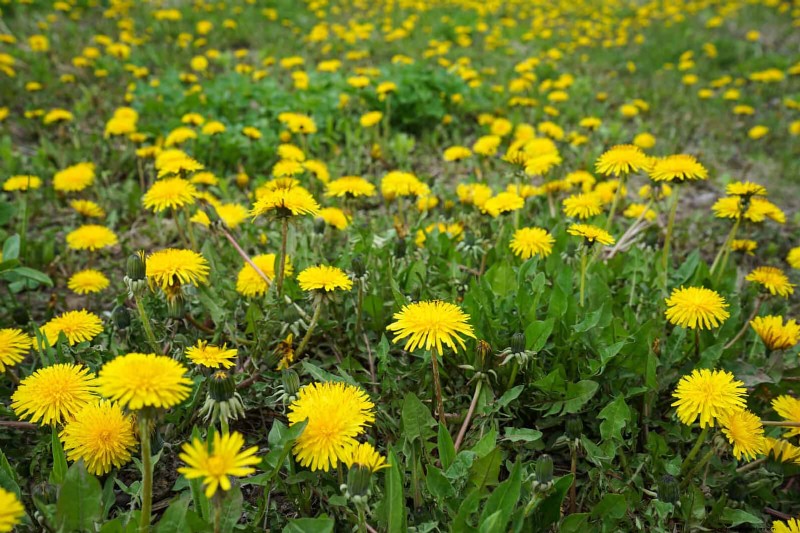 25 Plants That Naturally Enrich Soil Health for a Thriving Garden