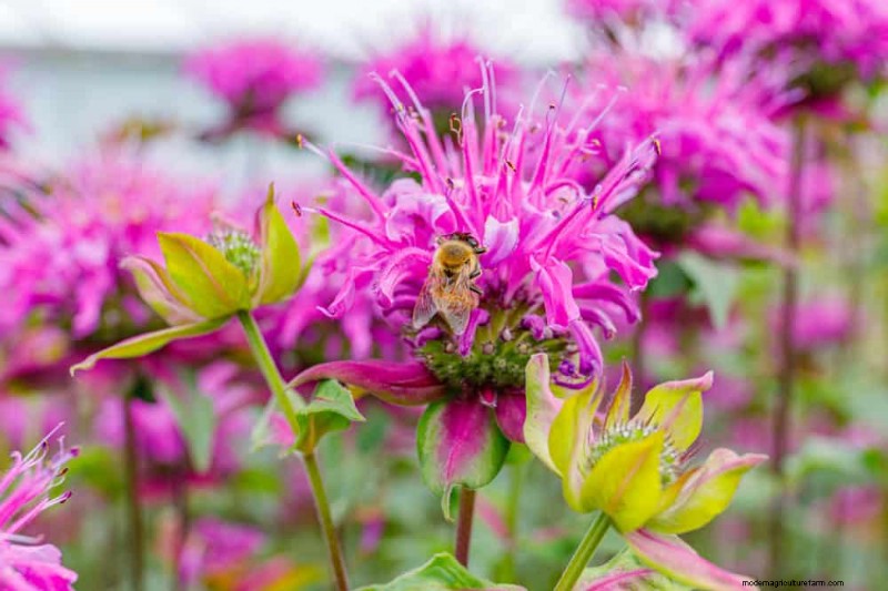 22 Expert‑Recommended Plants That Repel Pests and Boost Pollinators