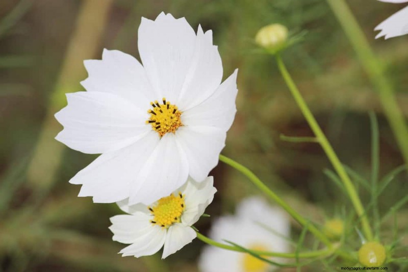 22 Expert‑Recommended Plants That Repel Pests and Boost Pollinators