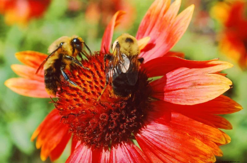 33 Native, Nectar‑Rich Plants to Attract Bees & Butterflies