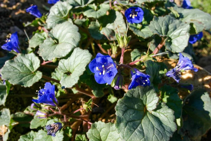 33 Native, Nectar‑Rich Plants to Attract Bees & Butterflies