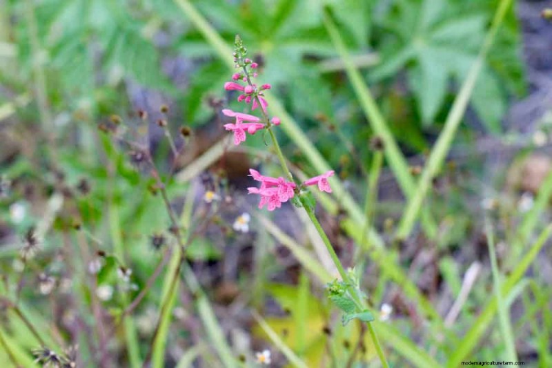 33 Native, Nectar‑Rich Plants to Attract Bees & Butterflies