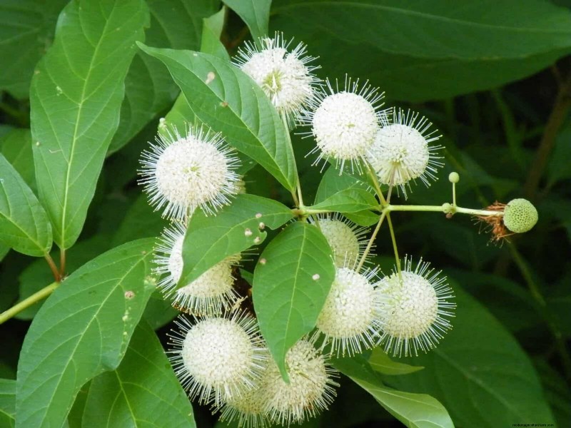 33 Native, Nectar‑Rich Plants to Attract Bees & Butterflies