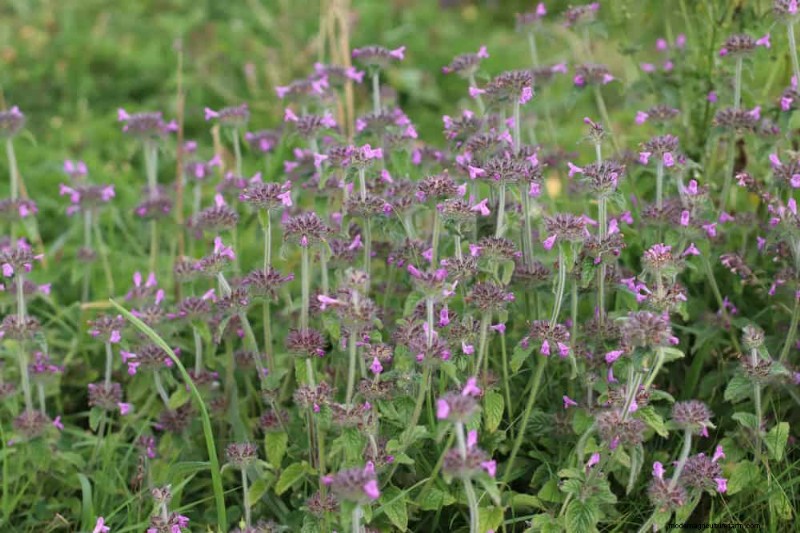 33 Native, Nectar‑Rich Plants to Attract Bees & Butterflies