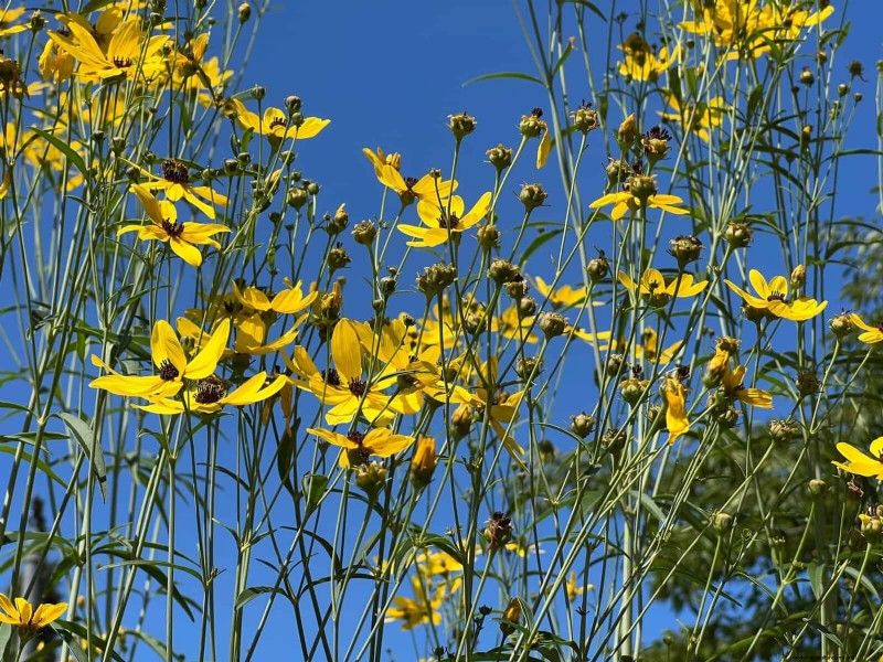 33 Native, Nectar‑Rich Plants to Attract Bees & Butterflies