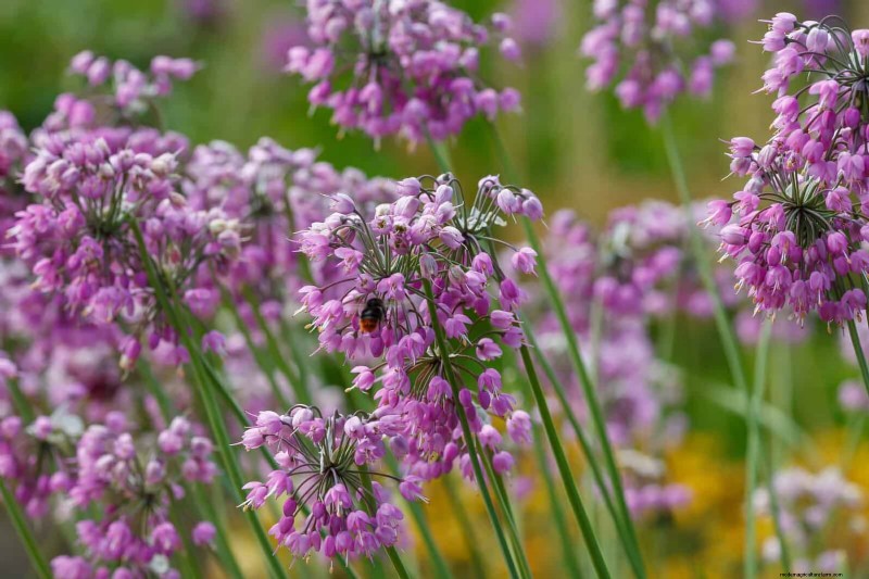 33 Native, Nectar‑Rich Plants to Attract Bees & Butterflies